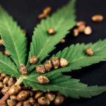 Czy sprzedaż nasion marihuany zostanie uregulowana osobną ustawą? Co proponują środowiska branżowe?