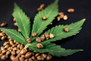 Czy sprzedaż nasion marihuany zostanie uregulowana osobną ustawą? Co proponują środowiska branżowe?