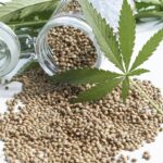 Jak profil kannabinoidowy danej odmiany wpływa na decyzje kolekcjonerskie przy zakupie nasion?