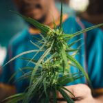 Medyczna marihuana a prawo pracy